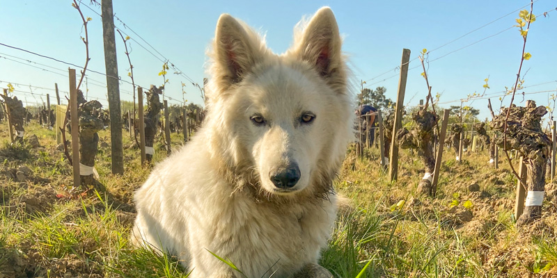 Tipou - Chien vigneron