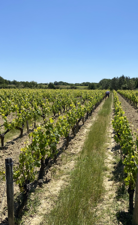 vigne gamay gamay, biodynamie, vendanges manuelles, l'orée du sabia