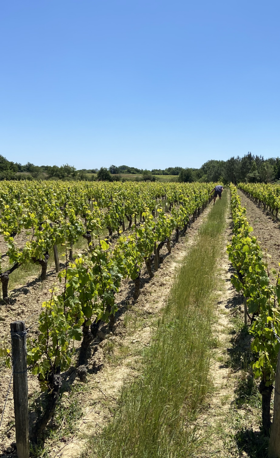 gamay, biodynamie, vendanges manuelles, l'orée du sabia