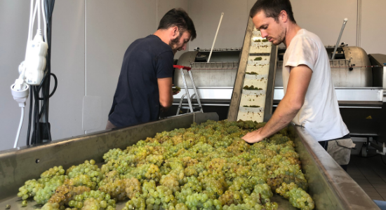 photo raisin vin blanc, pressurage direct, Bastien Mousset, l'orée du sabia