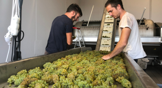 vin blanc, pressurage direct, Bastien Mousset