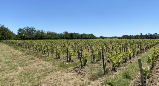 vigne vigne brem sur mer, chardonnay, Chenin, l'orée du sabia