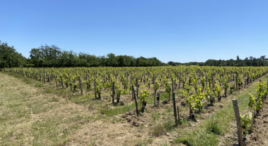 vigne brem sur mer, chardonnay, Chenin, l'orée du sabia