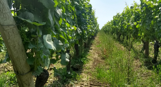 vigne parcellaire, pinot noir, fief de la gite, gres schisteux, l'orée du sabia