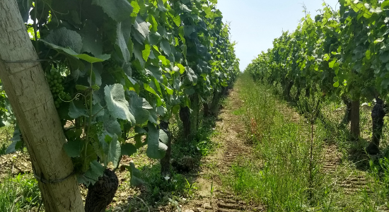 parcellaire, pinot noir, fief de la gite, gris schisteux