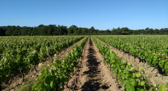 vigne vigne, biodynamie, negrette, l'orée du sabia