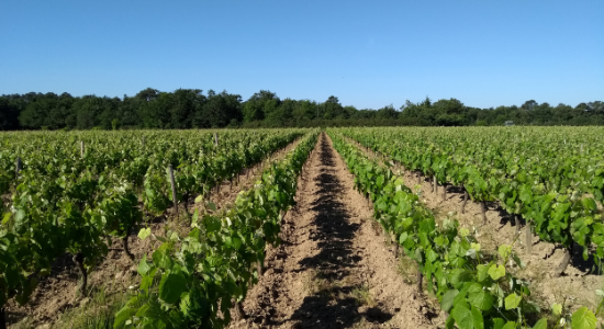 vigne, biodynamie, negrette 