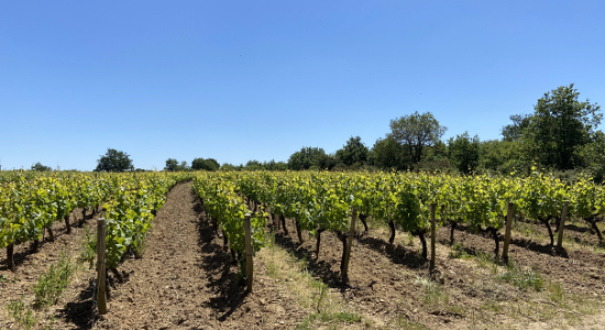 vigne grès schisteux, pinot noir, biodynamie, l'orée du sabia