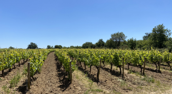 grès schisteux, pinot noir, biodynamie