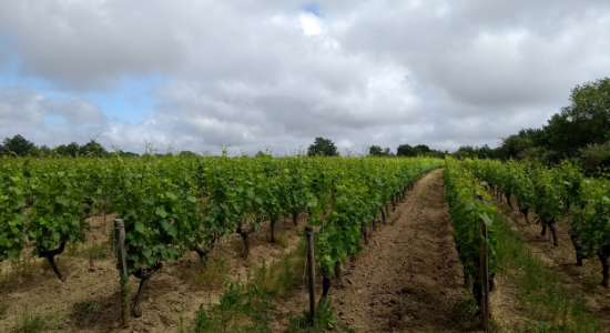 vigne vieilles vigne, biodynamie, pinot noir, l'orée du sabia