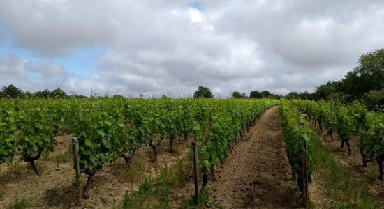 vieilles vigne, biodynamie, pinot noir, l'orée du sabia