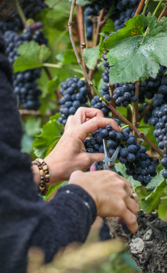 Vendanges manuelles vendanges manuelles, IGP val de loire vendée, biodynamie, l'orée du sabia