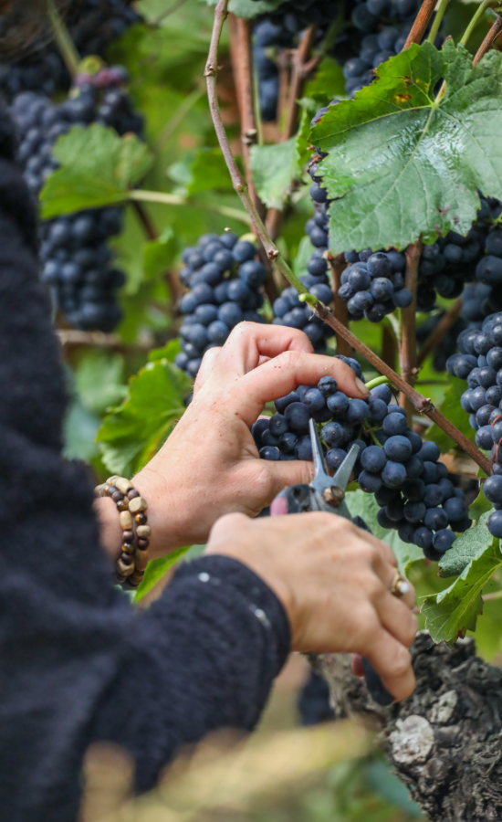 vendanges manuelles, IGP val de loire vendée, biodynamie, l'orée du sabia