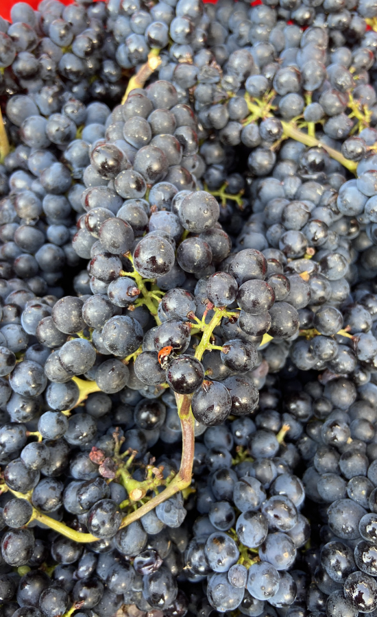 raisin noir pinot noir, biodynamie, l'orée du sabia