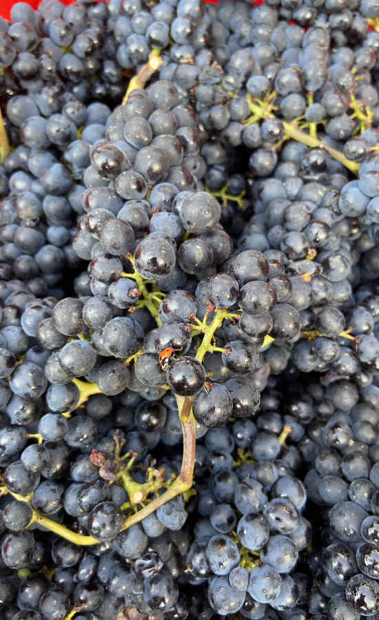 pinot noir, biodynamie