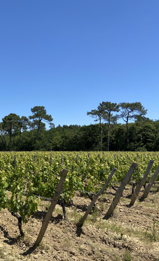 ORR vignes AOC, regrette, pinot noir, l'orée du sabia